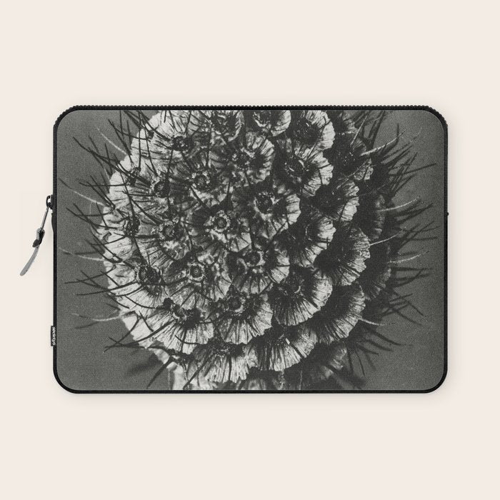 Phacelia Tanacetifolia Lacy Phacelia wonders of nature black and white photograph by Karl Blossfeldt Laptop Sleeve Gallery Image 1