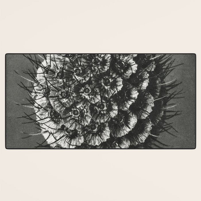 Phacelia Tanacetifolia Lacy Phacelia wonders of nature black and white photograph by Karl Blossfeldt Desk Mat Gallery Image 3