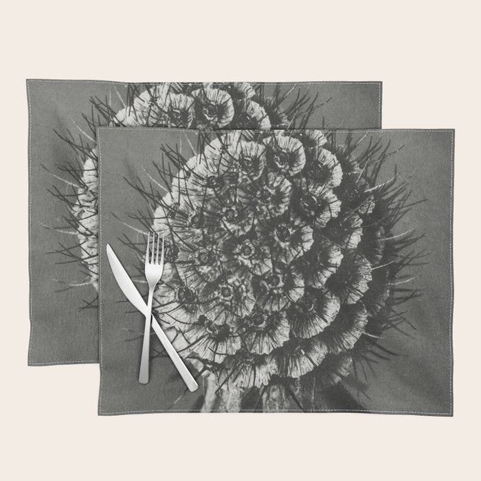 Phacelia Tanacetifolia Lacy Phacelia wonders of nature black and white photograph by Karl Blossfeldt Placemat Gallery Image 1