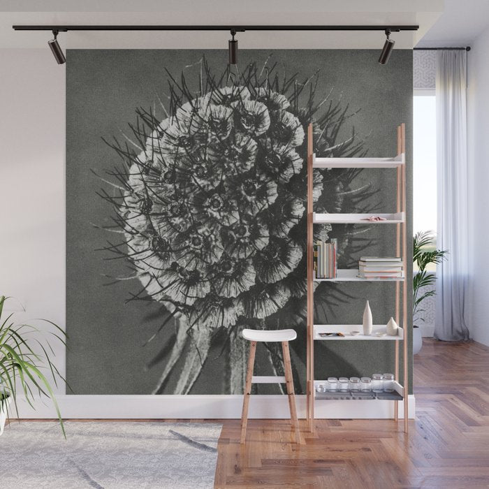 Phacelia Tanacetifolia Lacy Phacelia wonders of nature black and white photograph by Karl Blossfeldt Wall Mural Gallery Image 1