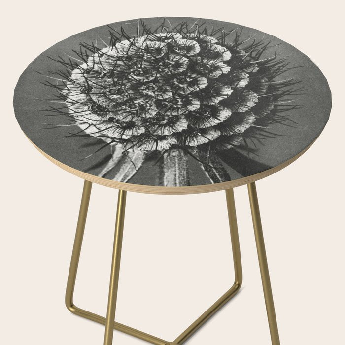 Phacelia Tanacetifolia Lacy Phacelia wonders of nature black and white photograph by Karl Blossfeldt Side Table Gallery Image 2