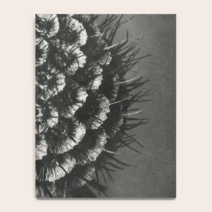 Phacelia Tanacetifolia Lacy Phacelia wonders of nature black and white photograph by Karl Blossfeldt Notebook Gallery Image 4