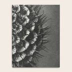 Phacelia Tanacetifolia Lacy Phacelia wonders of nature black and white photograph by Karl Blossfeldt Notebook Gallery Image 4