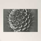 Phacelia Tanacetifolia Lacy Phacelia wonders of nature black and white photograph by Karl Blossfeldt Welcome Mat Gallery Image 1