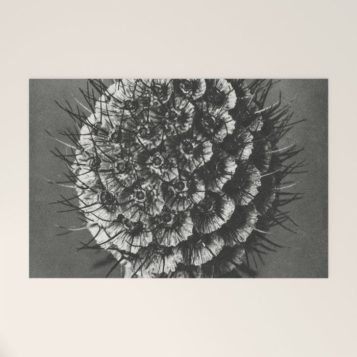 Phacelia Tanacetifolia Lacy Phacelia wonders of nature black and white photograph by Karl Blossfeldt Welcome Mat Gallery Image 1