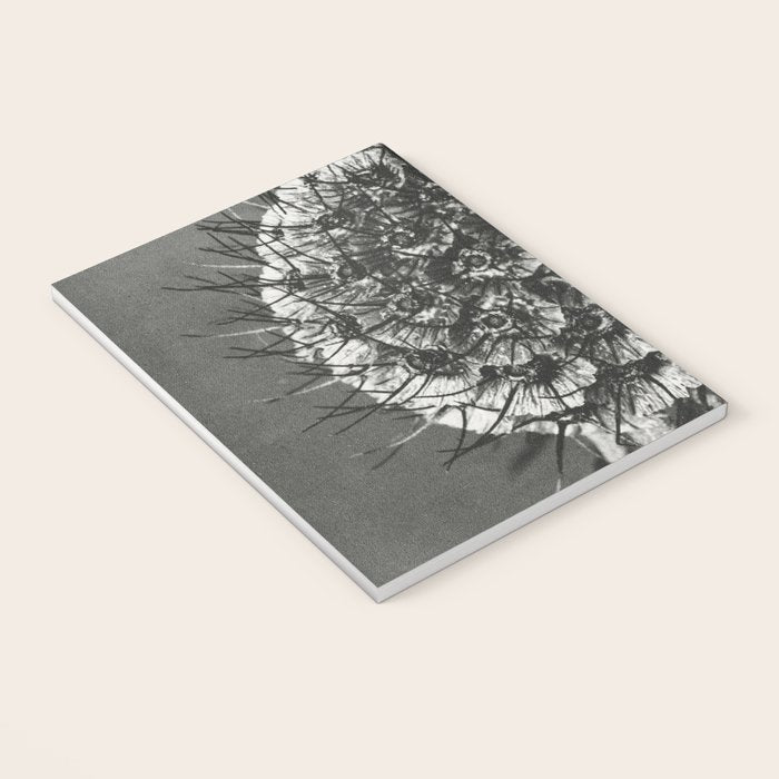 Phacelia Tanacetifolia Lacy Phacelia wonders of nature black and white photograph by Karl Blossfeldt Notebook Gallery Image 3