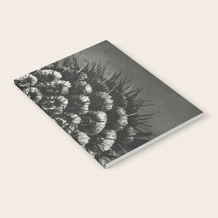 Phacelia Tanacetifolia Lacy Phacelia wonders of nature black and white photograph by Karl Blossfeldt Notebook Gallery Image 1