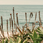 Coastal Agave Coffee Mug Gallery Image 2