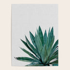 Agave Cactus Poster Gallery Image 4