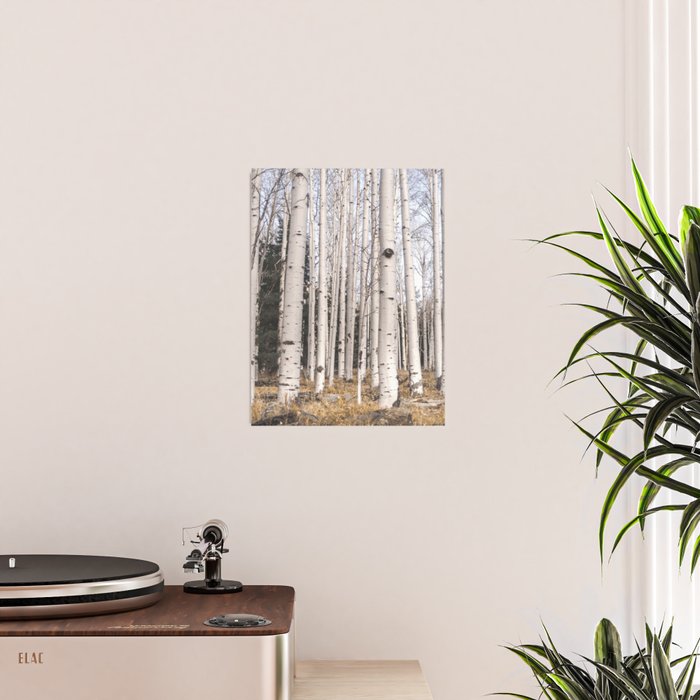 Tall Birch Forest Poster Gallery Image 2