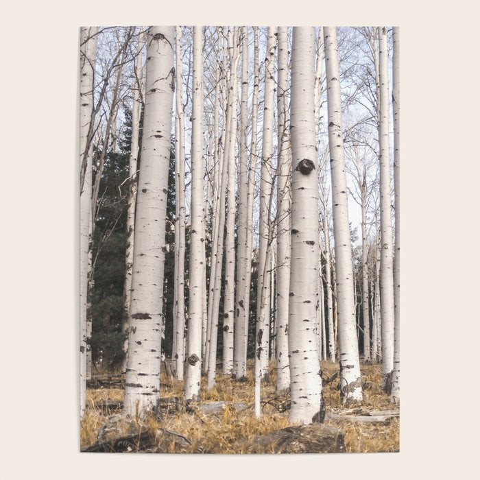 Tall Birch Forest Poster Gallery Image 1