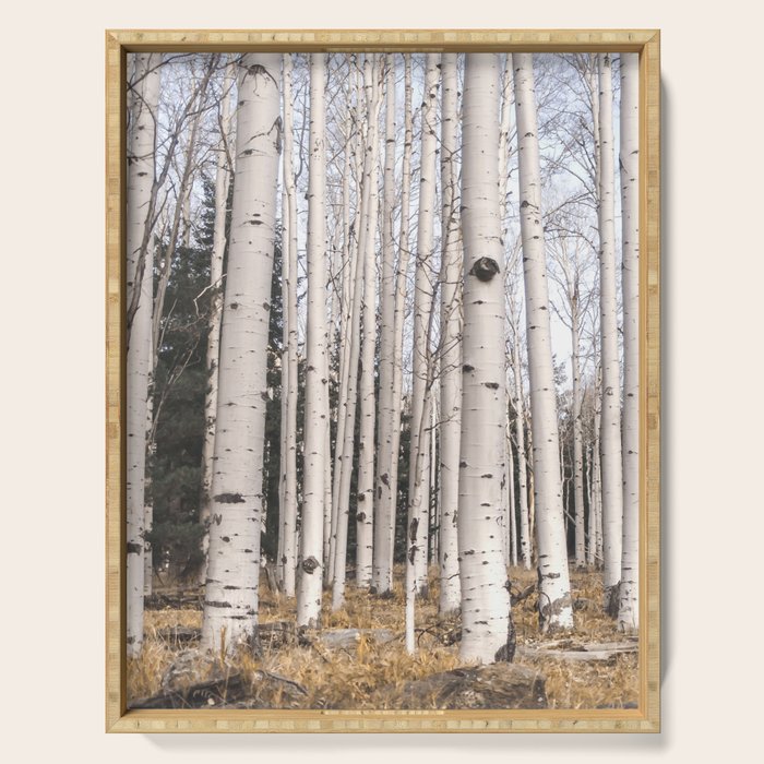 Tall Birch Forest Serving Tray Gallery Image 1