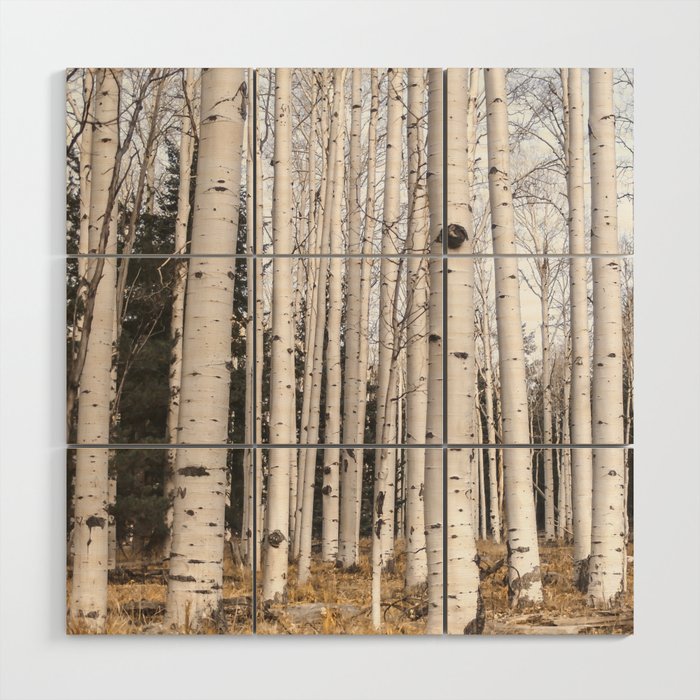 Tall Birch Forest Wood Wall Art Gallery Image 1