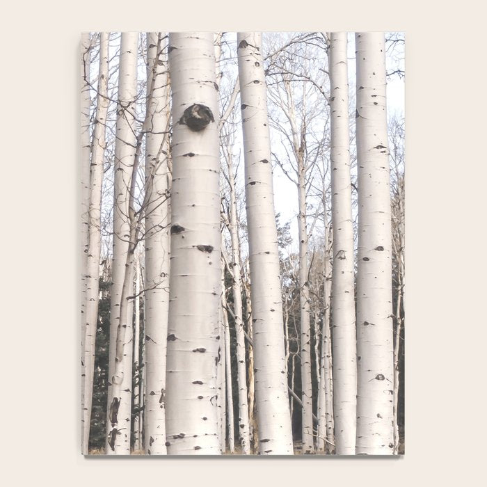Tall Birch Forest Notebook Gallery Image 4