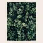 Forest from above - Landscape Photography Poster Gallery Image 4