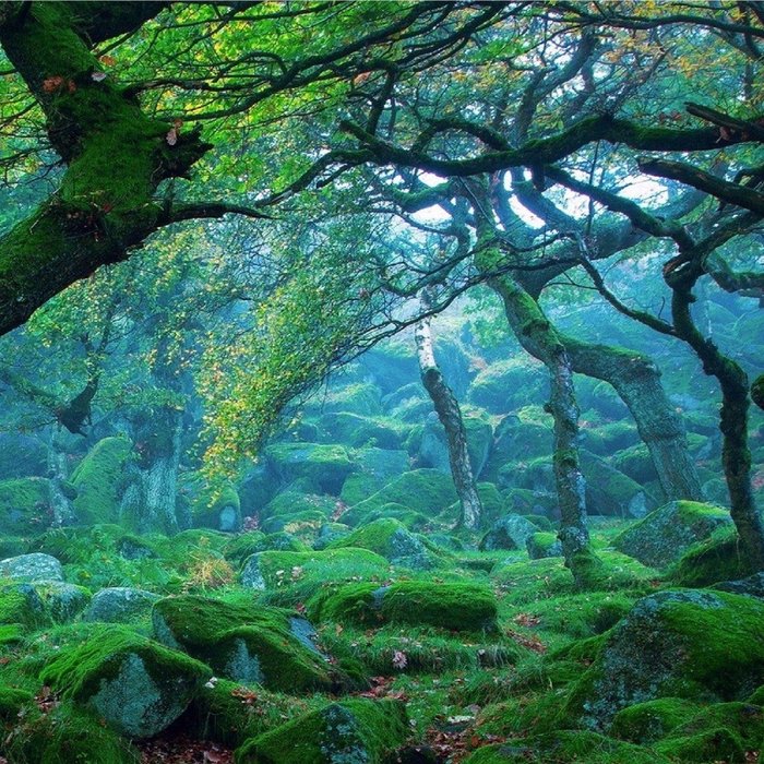 Enchanted forest mood Coffee Mug Gallery Image 2