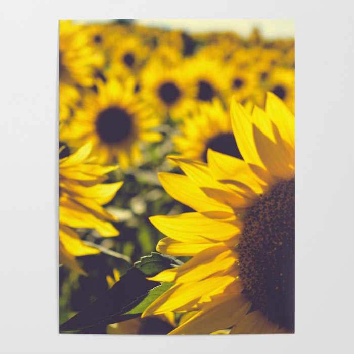 Summer Sunflower Love - boho flower photography Poster Gallery Image 4