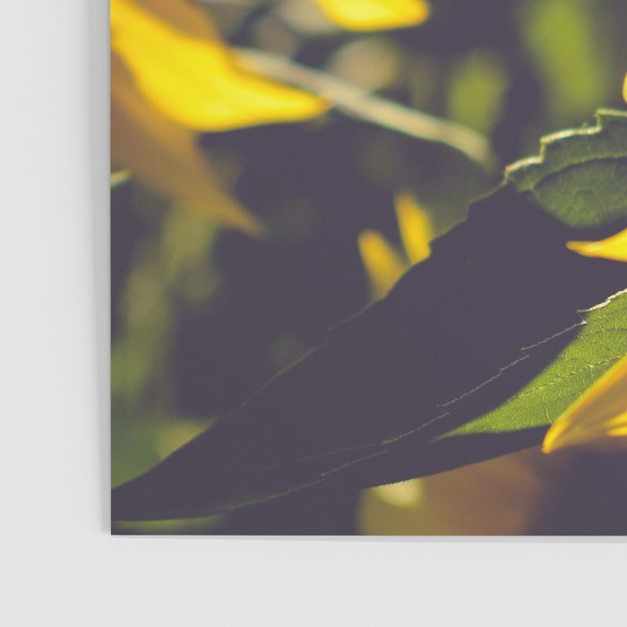 Summer Sunflower Love - boho flower photography Poster Gallery Image 3