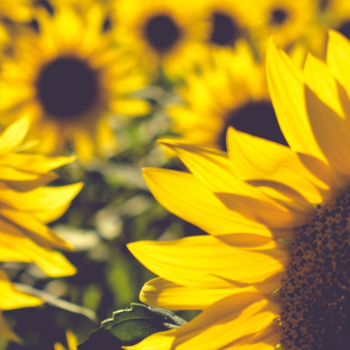 Summer Sunflower Love - boho flower photography Coffee Mug Gallery Image 2