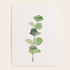 Watercolor Eucalyptus Branch Poster Gallery Image 4