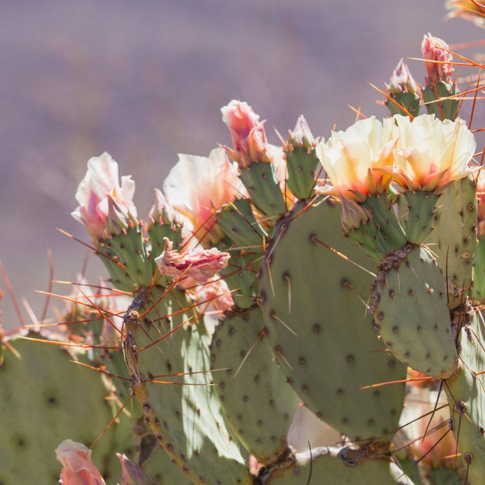 Prickly Pear Blooms I Coffee Mug Gallery Image 2