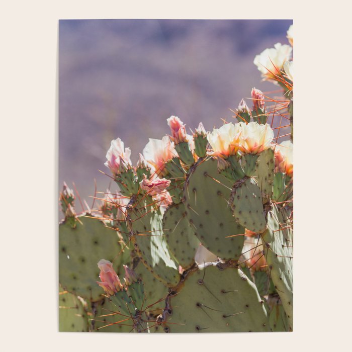 Prickly Pear Blooms I Poster Gallery Image 4