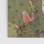 Prickly Pear Blooms I Poster Gallery Image 3