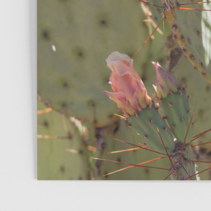 Prickly Pear Blooms I Poster Gallery Image 3