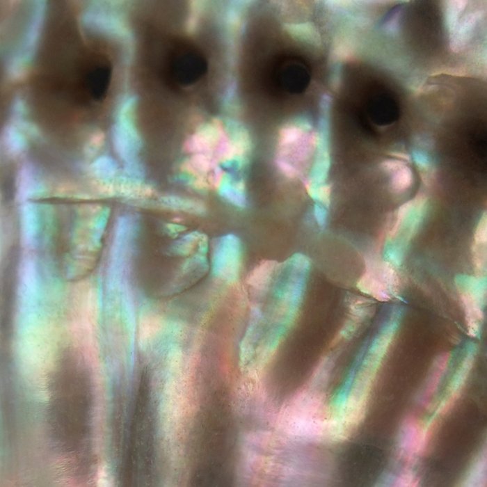 Shimmery Greenish Pink Abalone Mother of Pearl Coffee Mug Gallery Image 2