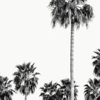 Los Angeles Palm Trees - Black and White Photography Coffee Mug Gallery Image 2