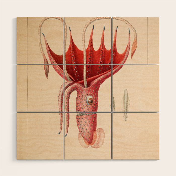 Octopus from "Mollusques Méditeranéens" by Jean Baptiste Vérany, 1851 Wood Wall Art Gallery Image 1