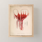 Octopus from "Mollusques Méditeranéens" by Jean Baptiste Vérany, 1851 Mini Art Print Gallery Image 1