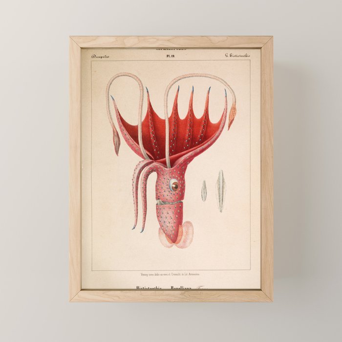 Octopus from "Mollusques Méditeranéens" by Jean Baptiste Vérany, 1851 Mini Art Print Gallery Image 1