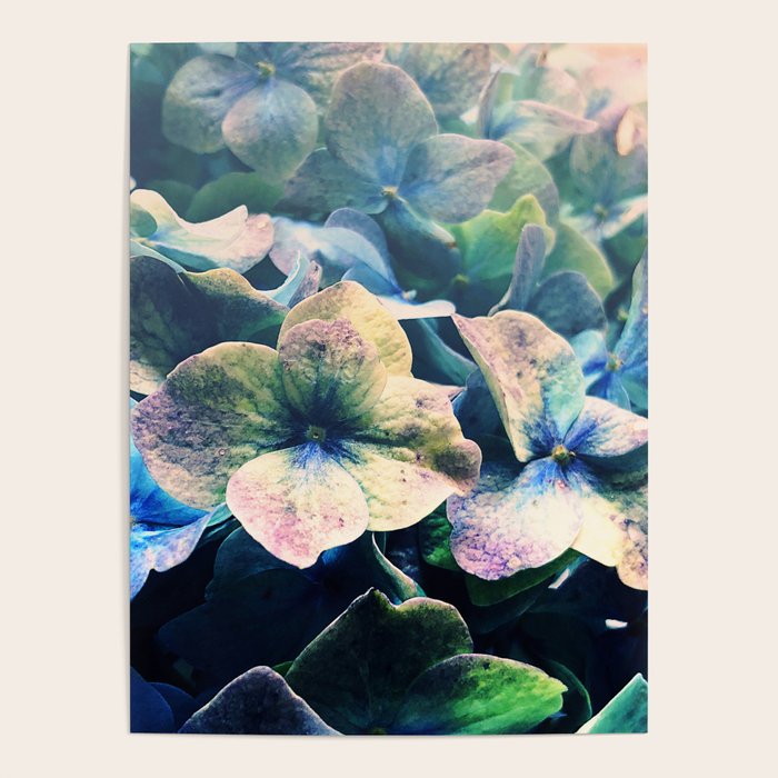 Blue Hydrangea Flower Botanical Poster Gallery Image 1