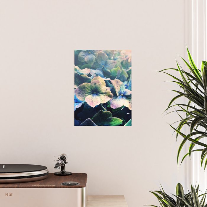 Blue Hydrangea Flower Botanical Poster Gallery Image 2