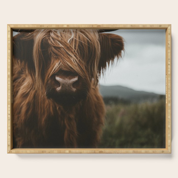 Animal Photography - Scottish Highland Cattle Serving Tray Gallery Image 1