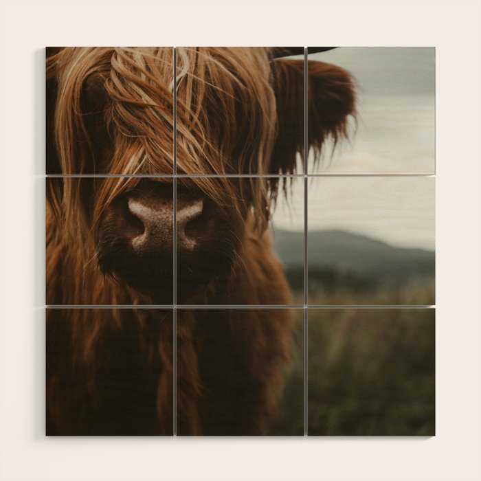 Animal Photography - Scottish Highland Cattle Wood Wall Art Gallery Image 1