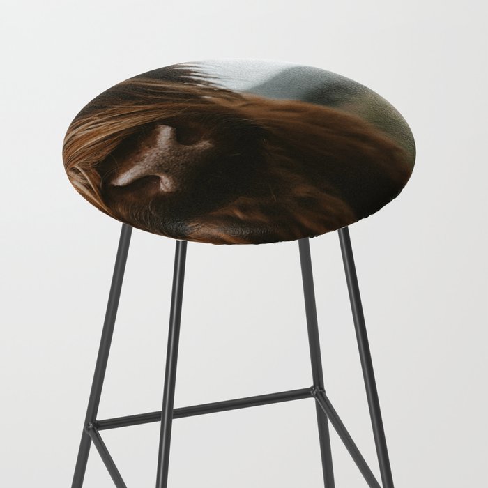 Animal Photography - Scottish Highland Cattle Stool Gallery Image 2