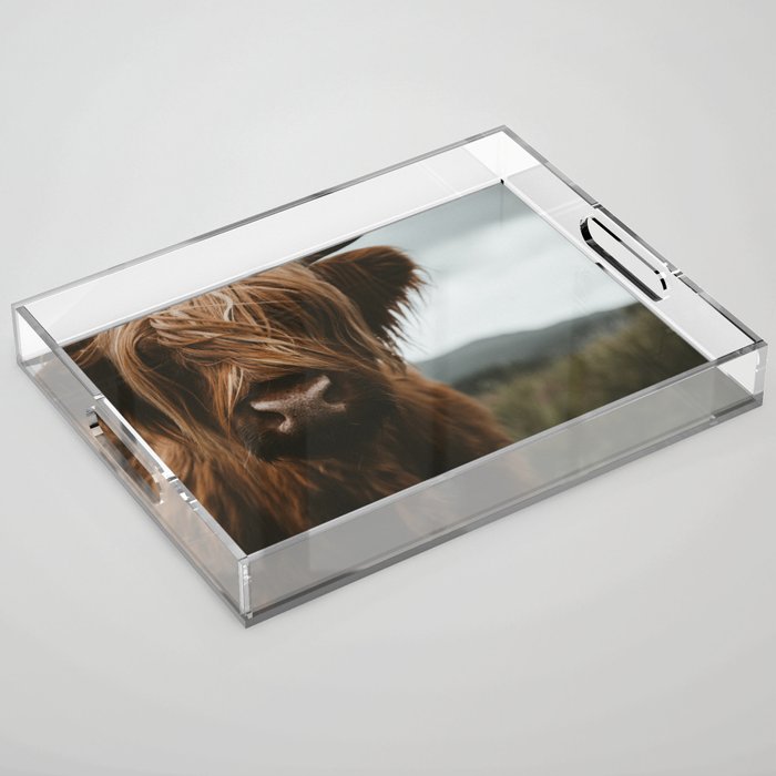 Animal Photography - Scottish Highland Cattle Acrylic Tray Gallery Image 1