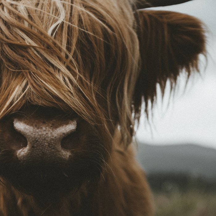 Animal Photography - Scottish Highland Cattle Coffee Mug Gallery Image 2