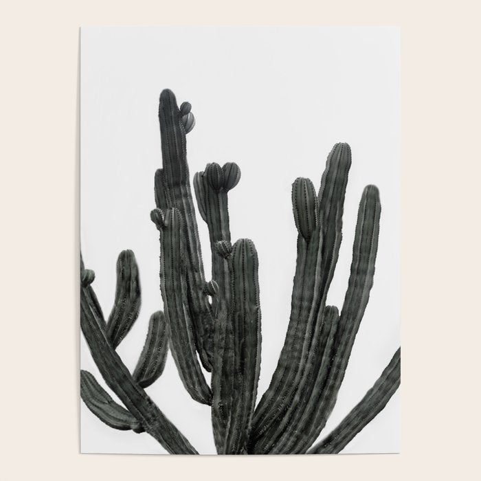 Black and White Cactus Poster Gallery Image 4