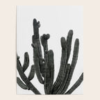 Black and White Cactus Poster Gallery Image 4
