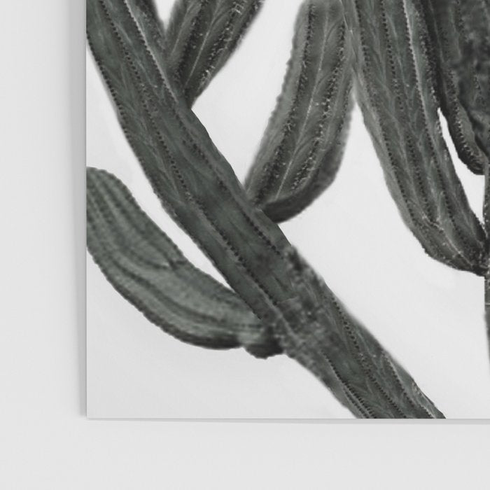 Black and White Cactus Poster Gallery Image 3
