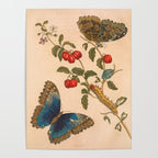 Butterfly metamorphosis by Maria Sibylla Merian, 1705 Poster Gallery Image 4