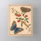 Butterfly metamorphosis by Maria Sibylla Merian, 1705 Mini Art Print Gallery Image 1
