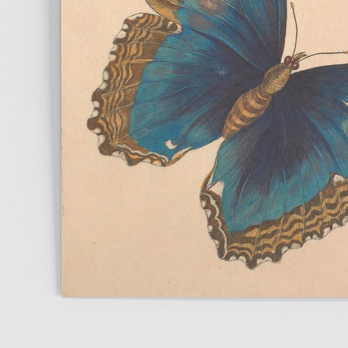 Butterfly metamorphosis by Maria Sibylla Merian, 1705 Poster Gallery Image 3