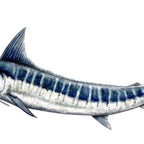 Blue Marlin (Makaira nigricans) Coffee Mug Gallery Image 2