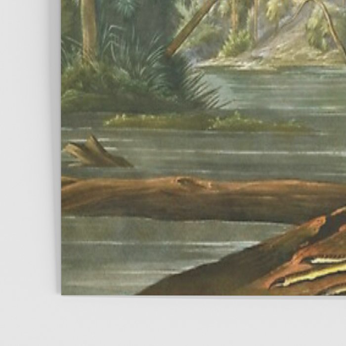 John James Audubon - Louisiana Heron Poster Gallery Image 3