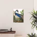 John James Audubon - Louisiana Heron Poster Gallery Image 2