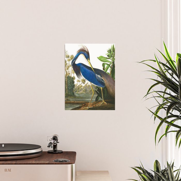 John James Audubon - Louisiana Heron Poster Gallery Image 2